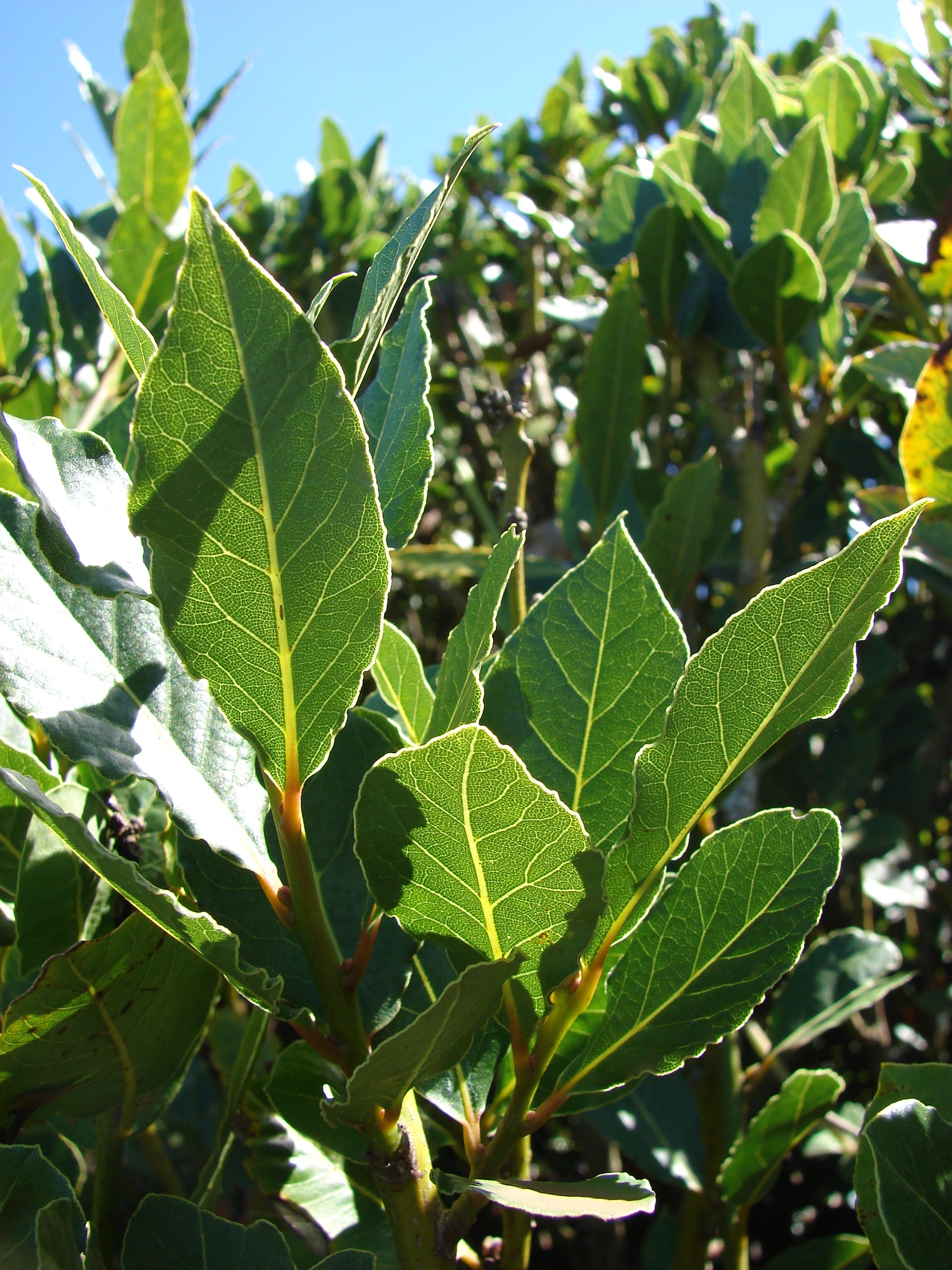 Bay Laurel Sweet Bay herb plant with aromatic green foliage