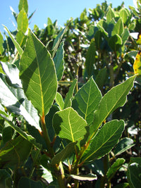 Bay Laurel Sweet Bay herb plant with aromatic green foliage