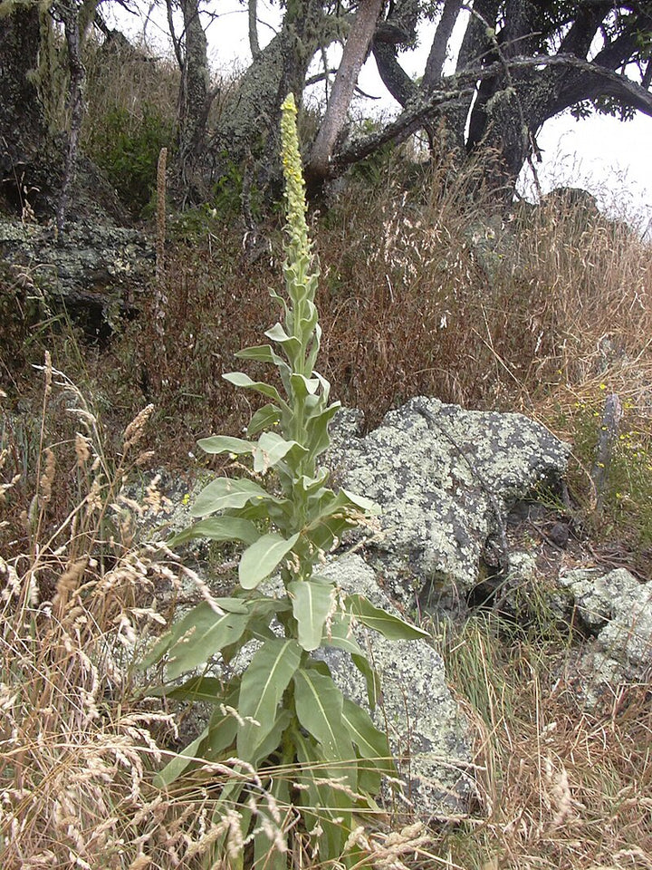 Green Verbascum Thapsus Plant Seeds for Planting - NON GMO Seeds