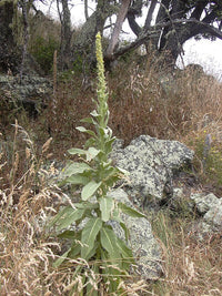 Green Verbascum Thapsus Plant Seeds for Planting - NON GMO Seeds