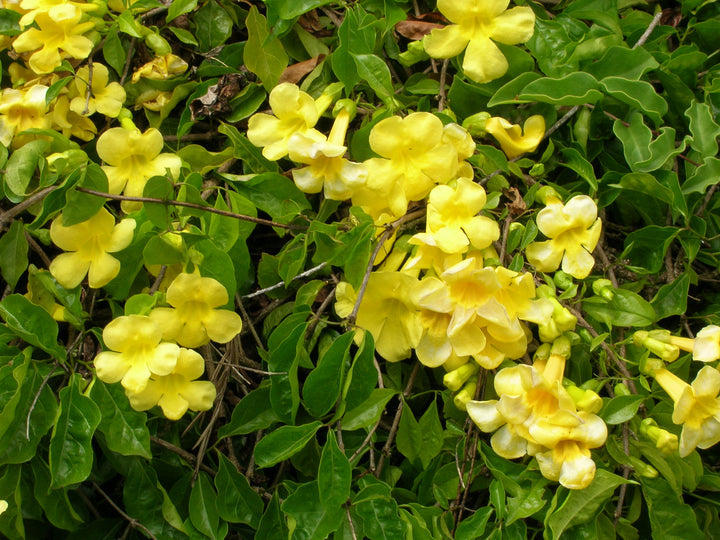Heirloom Non-GMO Dolichandra Flower Seeds for Planting – Fast-Growing Climbing Ornamental Blooms