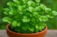Fresh green coriander foliage growing outdoors.
