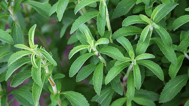 Starleaf Stevia Plant Seeds for Planting-Heirloom & Non-GMO Seeds for planting ? Fresh Herb for Your Garden