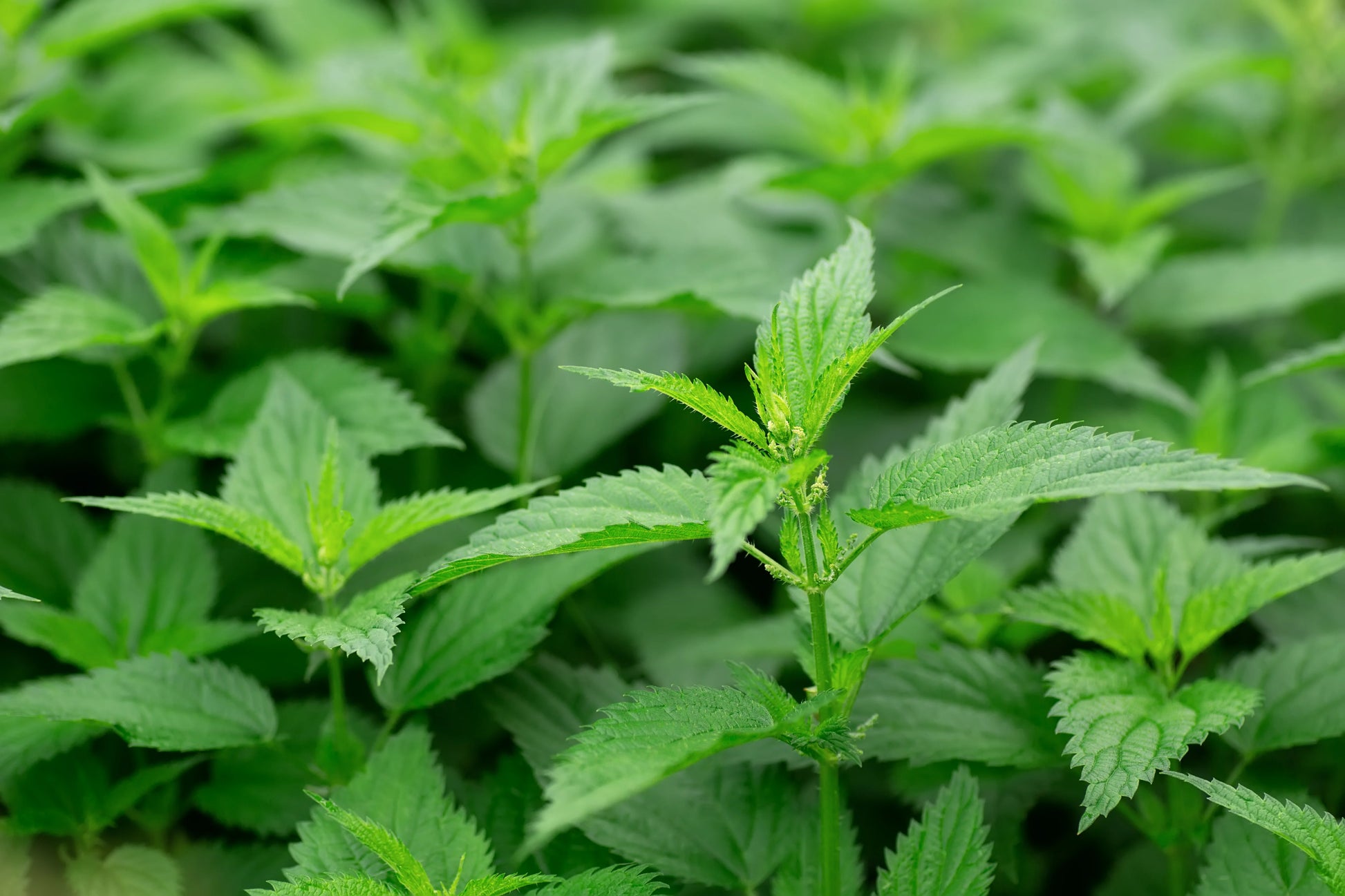 Urtica dioica plant with natural green foliage in a garden landscape.
