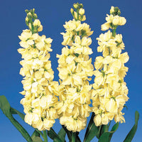 Matthiola Incana Seeds for Planting – Organic, Heirloom, Non-GMO Flower Seeds