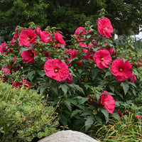 Heirloom Non-GMO Hibiscus Moscheutos Flower Seeds for Planting – Perennial Blooms