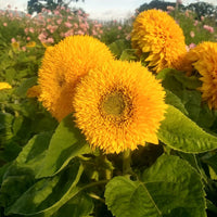 Yellow Teddy Sunflower Seeds for Planting â€“ Compact, Fluffy Blooms for Gardens & Pots