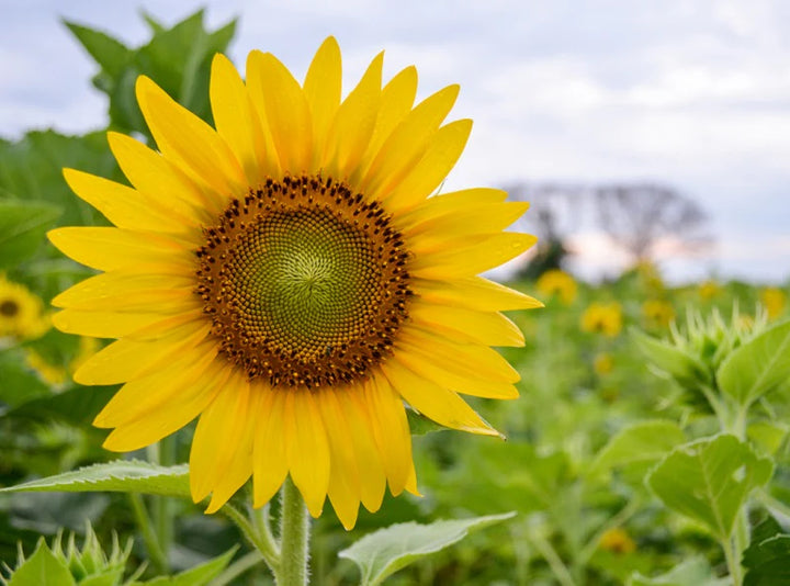 Skyscraper Sunflower Seeds – Heirloom, Non-GMO Flower Seeds for Planting
