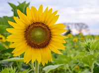 Skyscraper Sunflower Seeds – Heirloom, Non-GMO Flower Seeds for Planting