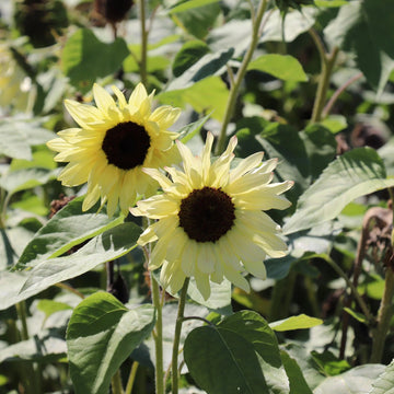 Sunflower Buttercream Flower Seeds – Heirloom, Non-GMO Flower Seeds for Planting - Buttercream for planting in home garden