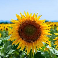 Sunzilla Sunflower Seeds â€“ Heirloom, Non-GMO Giant Sunflower Seeds for Planting Gardens