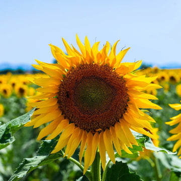 Sunzilla Sunflower Seeds â€“ Heirloom, Non-GMO Giant Sunflower Seeds for Planting Gardens