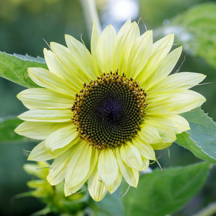 Lemon Sunflower Seeds – Heirloom, Non-GMO Flower Seeds for Planting in Home Garden