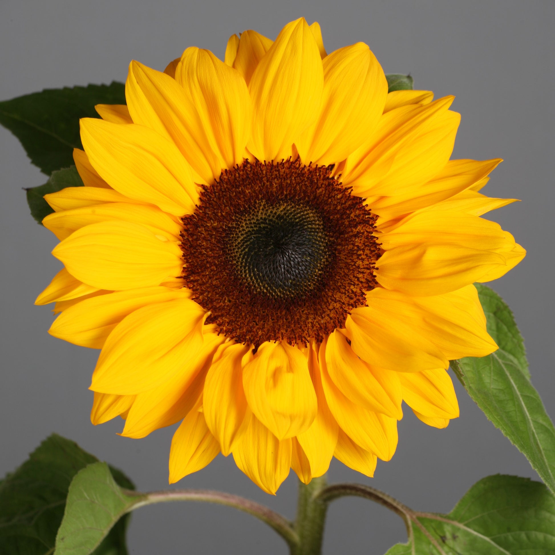 Sunflower Seeds Heirloom Non GMO Planting - 100 pcs