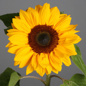 Sunflower Seeds Heirloom Non GMO Planting - 100 pcs