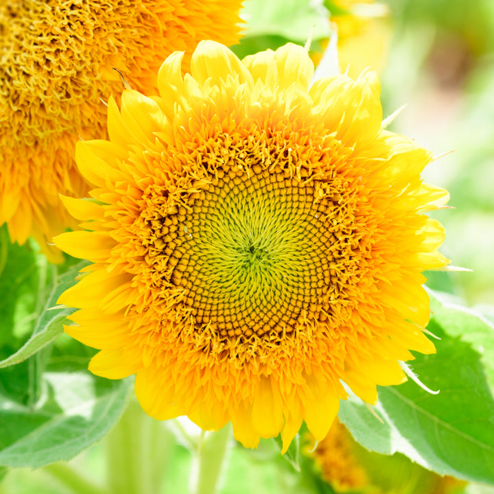 Yellow Teddy Sunflower Seeds for Planting â€“ Compact, Fluffy Blooms for Gardens & Pots