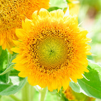Yellow Teddy Sunflower Seeds for Planting â€“ Compact, Fluffy Blooms for Gardens & Pots