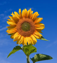 Skyscraper Sunflower Seeds – Heirloom, Non-GMO Flower Seeds for Planting