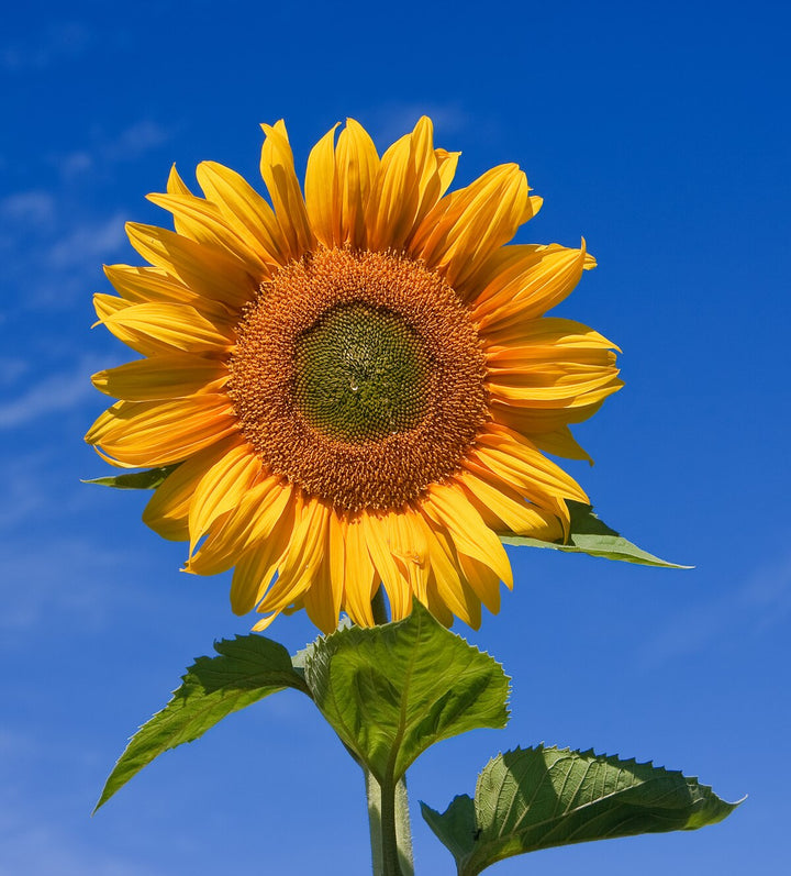 Skyscraper Sunflower Seeds – Heirloom, Non-GMO Flower Seeds for Planting