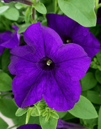 Purple Trailing Petunia Flower Seeds for Planting – Cascading, Fast-Growing, Hanging Basket Blooms