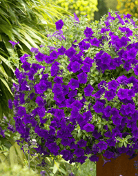 Purple Trailing Petunia Flower Seeds for Planting – Cascading, Fast-Growing, Hanging Basket Blooms