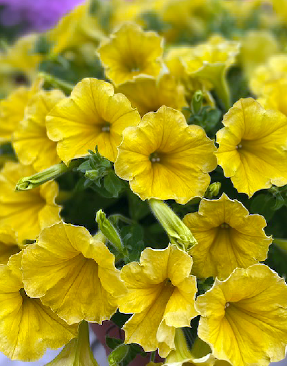 Yellow Petunia Flower Seeds for Planting - Heirloom, NON-GMO, Easy to Grow Garden Blooms