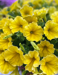 Yellow Petunia Flower Seeds for Planting - Heirloom, NON-GMO, Easy to Grow Garden Blooms