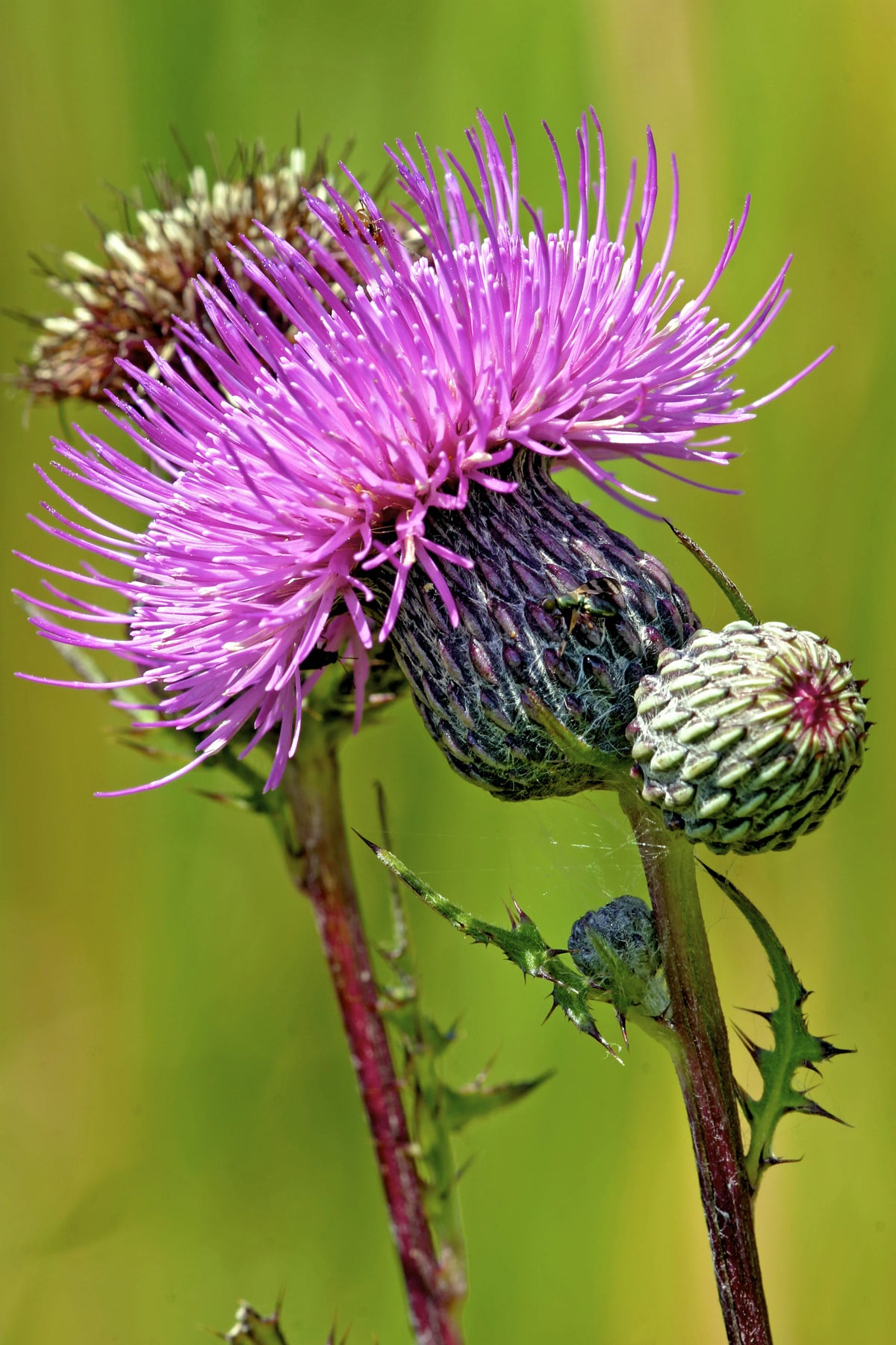 Cirsium Muticum Flower Seeds – Heirloom Non-GMO Seeds for Pollinator-Friendly Wildflower Garden Planting