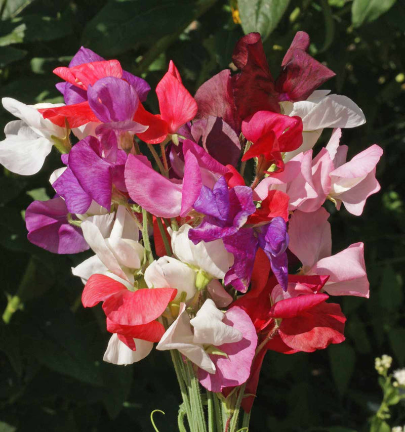 Pea Flower Seeds Heirloom Non GMO Planting - 100 pcs