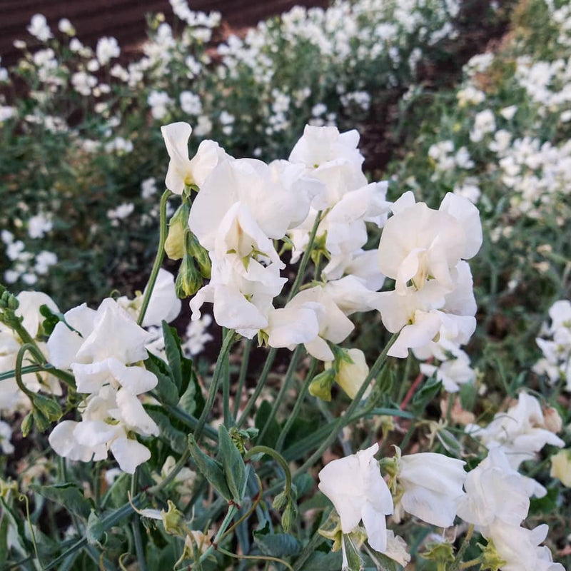 Heirloom Non-GMO Sweet Pea Jilly Flower Seeds for Planting – Fragrant Climbing Blooms