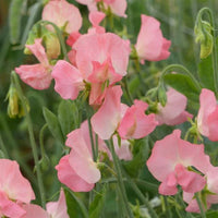 Heirloom Peach Sweet Pea Flower Seeds â€“ Non-GMO Fragrant Climbing Blooms for Garden Planting