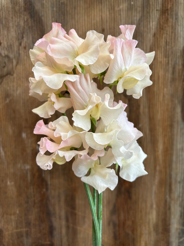 Sweet Pea 'Piggy Sue' Flower Seeds for Planting – Heirloom & Non-GMO Fragrant Blooms