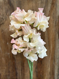 Sweet Pea 'Piggy Sue' Flower Seeds for Planting – Heirloom & Non-GMO Fragrant Blooms