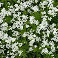 Sweet Woodruff plants with delicate white flowers growing in a shaded garden.