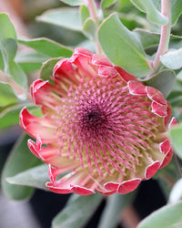 Protea Flower Planting Seeds for Garden NON GMO Seeds