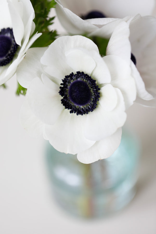 Anemone Flower Seeds for Planting, Heirloom, Non-GMO, 100 pcs