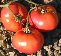 Cosmonaut Volkov Tomato Seeds for Planting heirloom & Non-GMO Seeds
