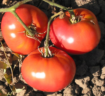 Cosmonaut Volkov Tomato Seeds for Planting heirloom & Non-GMO Seeds