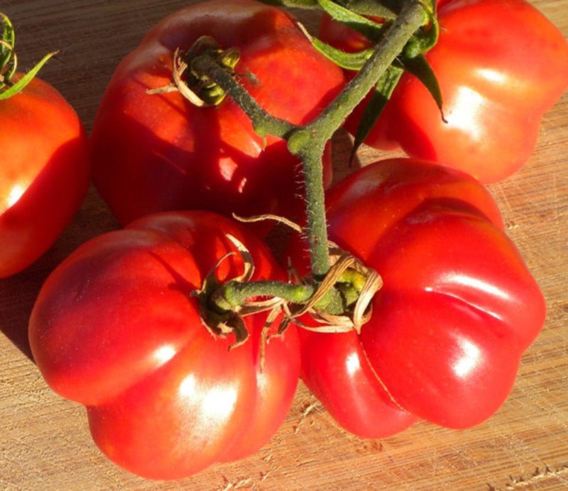Red Bell Tomato Seeds for Planting-Heirloom & Non-GMO Seeds for planting