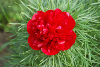 Heirloom Non-GMO Paeonia Red Tenufolia Flower Seeds for Planting ƒ?? Fragrant Early-Blooming Garden Peonies for planting in your garden.