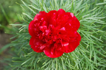 Heirloom Non-GMO Paeonia Red Tenufolia Flower Seeds for Planting ƒ?? Fragrant Early-Blooming Garden Peonies for planting in your garden.