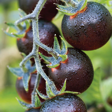 Blueberries Tomato Solanum lycopersicum seeds for planting in home garden