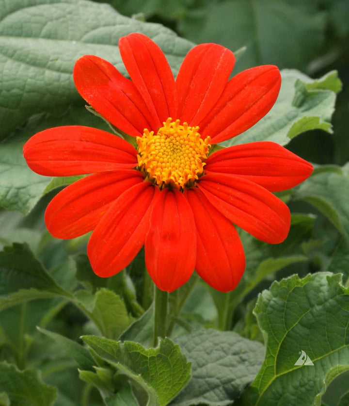 Heirloom Non-GMO Menzies Burnet Flower Seeds for Planting – Hardy Pollinator Blooms