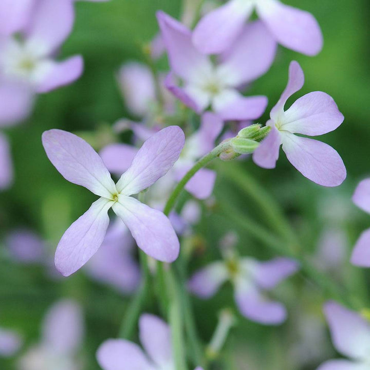 Night Scented Stock Seeds for Planting, Matthiola Variety, 100 pcs