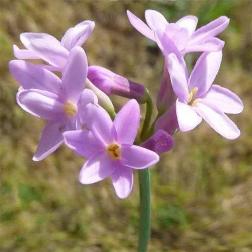 Heirloom Non-GMO Tulbaghia Violacea Flower Seeds for Planting ƒ?? Fragrant Ornamental Flower Seeds