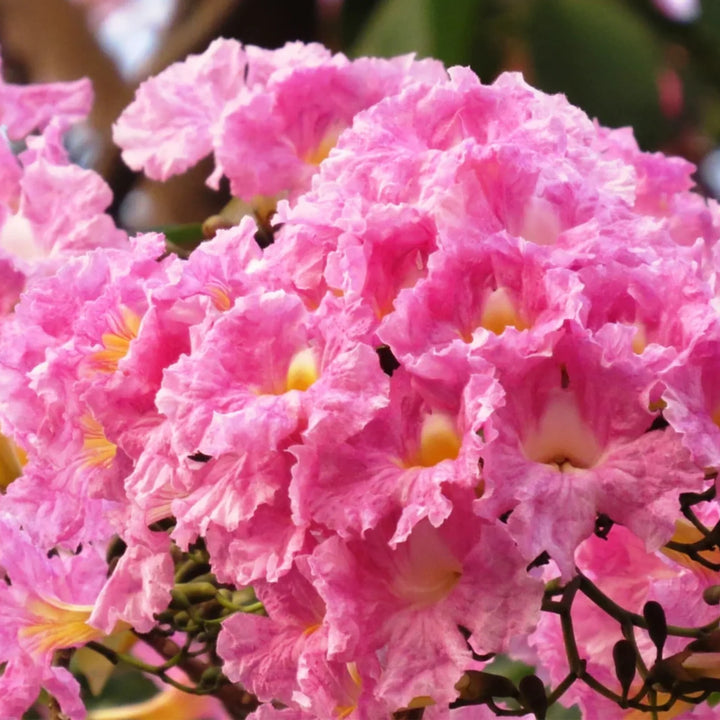 Pink Jacaranda Mimosifolia Flower Seeds – Heirloom, Non-GMO Flower Seeds for Planting