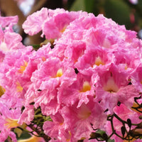 Pink Jacaranda Mimosifolia Flower Seeds – Heirloom, Non-GMO Flower Seeds for Planting