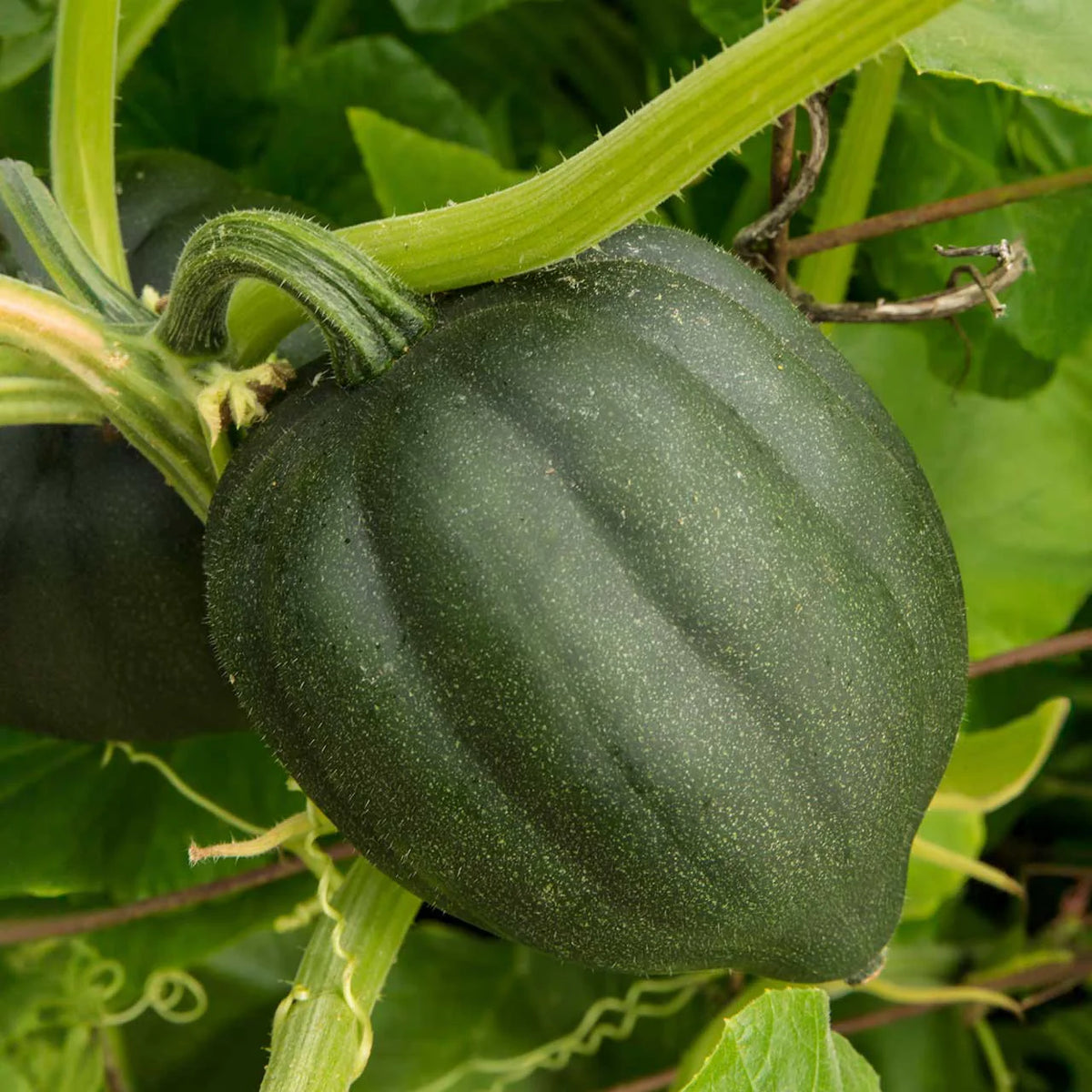 Table King Bush Acorn Squash Seeds for Planting - heirloom & Non-GMO Garden Seeds