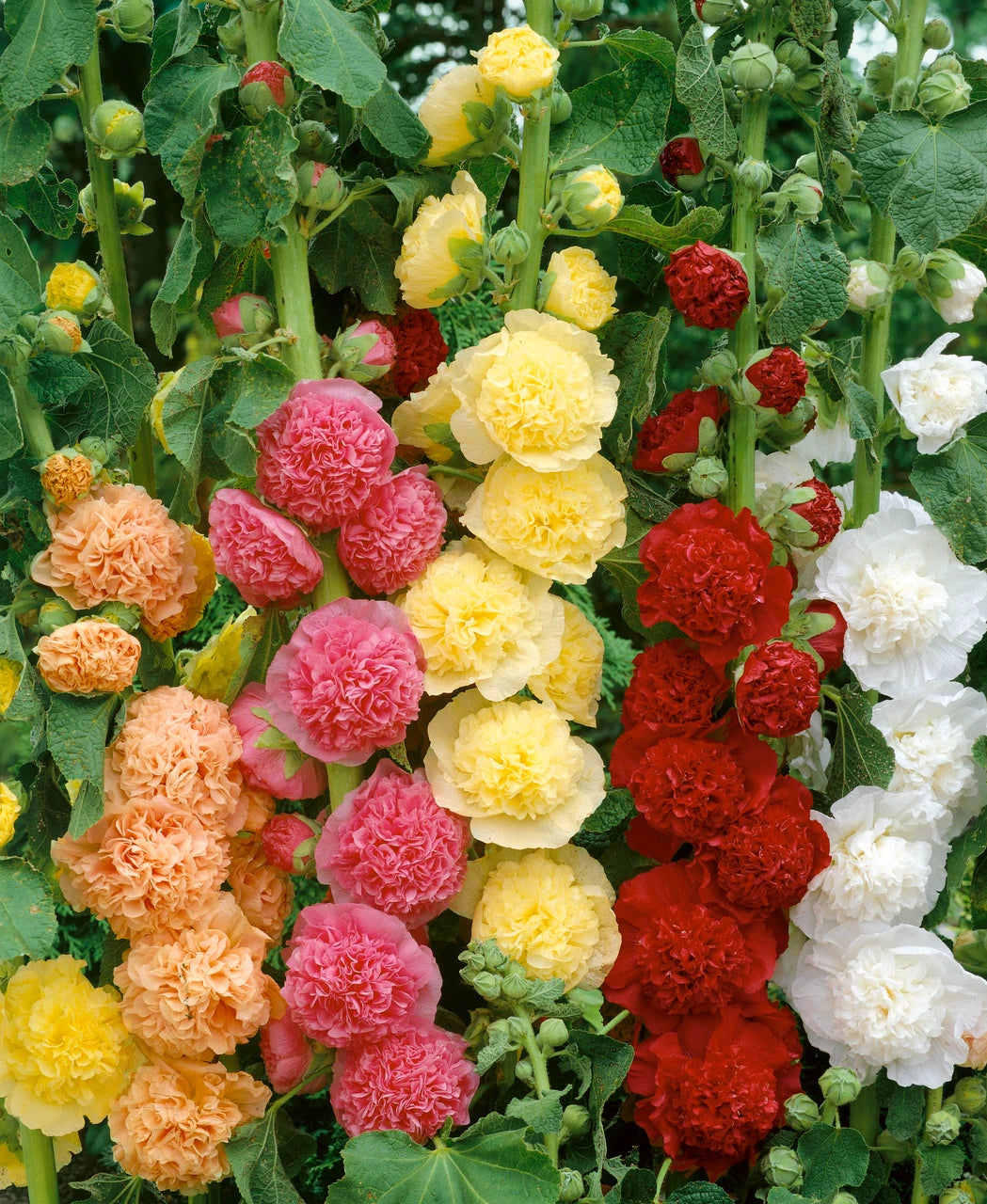 Tall mixed Hollyhock flowers along a garden border