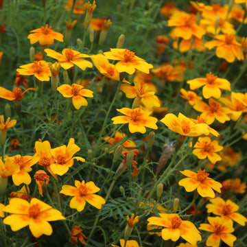 Tangerine Gem Flower Seeds for Planting, Heirloom, Non-GMO Flower Seeds - Gem for planting in home garden